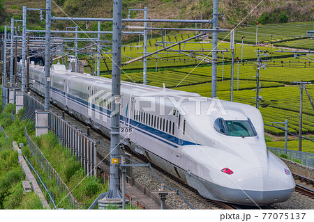 （静岡県）牧之原の茶畑を走る新幹線　下り線 77075137