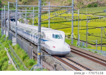 （静岡県）牧之原の茶畑を走る新幹線　下り線 77075138