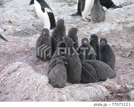 アデリーペンギンの幼稚園 77075221