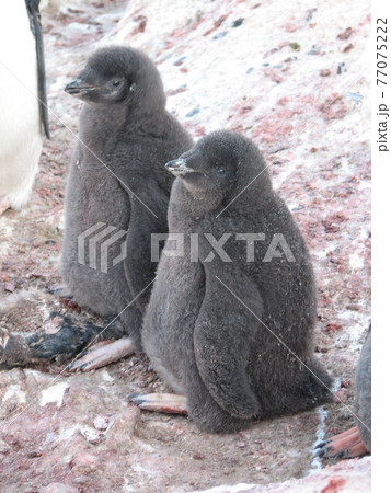 アデリーペンギンのヒナ 77075222