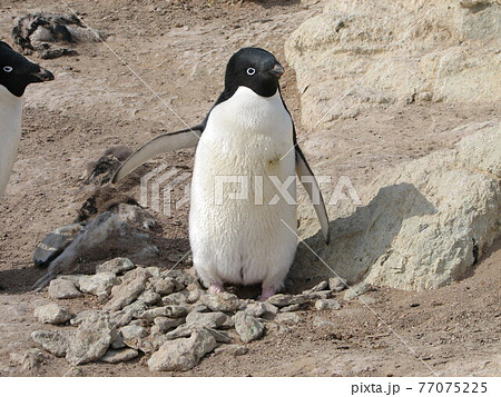 アデリーペンギン 77075225