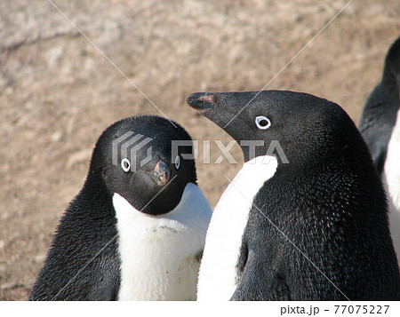 アデリーペンギン 77075227