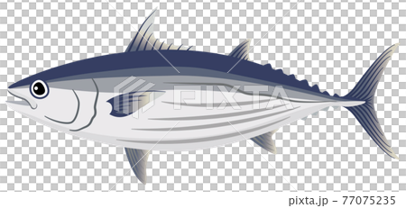 Skipjack / Bonito 77075235