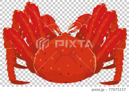 帝王蟹/帝王蟹 77075237