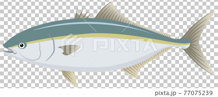 黃尾魚 / 黃尾魚 / Hamachi / Amberjack 黃尾魚 / 黃尾魚 / Hamachi / Amberjack 77075239