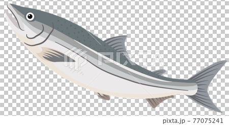 Salmon / salmon 77075241