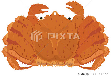 タラバガニ たらば蟹のイラスト素材