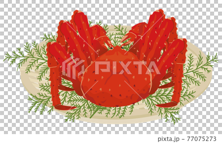 【ベクター】手描き風タラバガニのイラスト。新鮮な1匹のたらば蟹竹ザル盛り、冬ギフトお歳暮素材 【ベクター】手描き風タラバガニのイラスト。新鮮な1匹のたらば蟹竹ザル盛り、冬ギフトお歳暮素材 77075273
