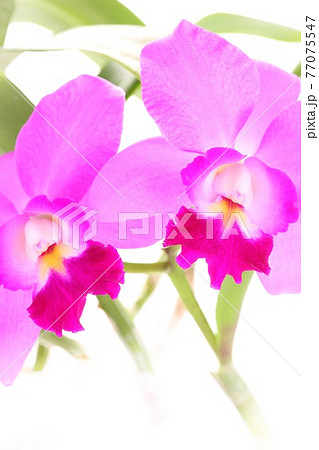 カトレア　蘭　ピンク色の花　明るい背景 77075547