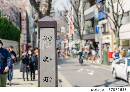 【神楽坂　毘沙門天 善國寺と桜】 77075653