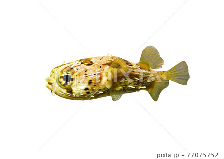 ハリセンボン　フグの仲間　白バック 77075752