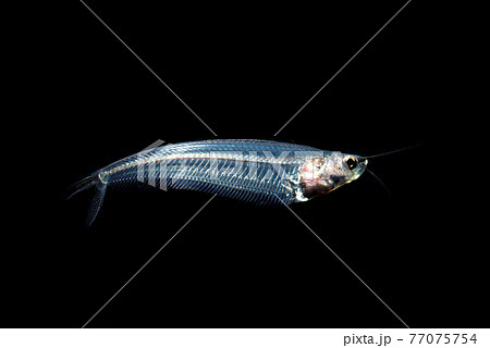 ナマズの仲間 グラスキャットフィッシュ 黒バックの写真素材