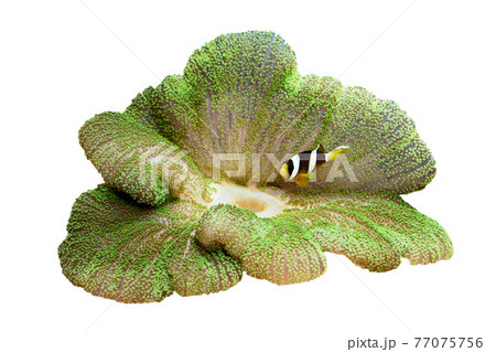 イソギンチャクとクマノミ 白バック イソギンチャクとクマノミ 白バック 77075756