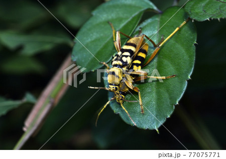 トラカミキリ　ヨツスジトラカミキリ 77075771