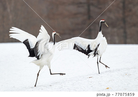 道東の冬景色　丹頂鶴 77075859