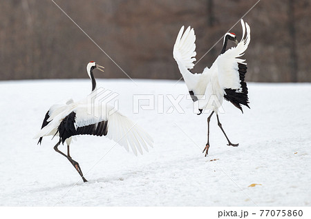 道東の冬景色　丹頂鶴 77075860