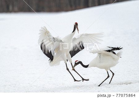 道東の冬景色　丹頂鶴 77075864