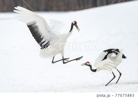 道東の冬景色 丹頂鶴 道東の冬景色 丹頂鶴 77075865
