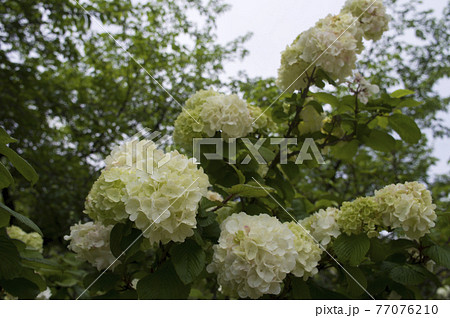 オオデマリの花が咲いています。学名はViburnum plicatum 77076210
