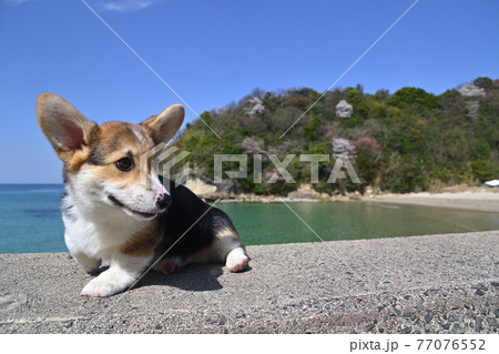 春の海 77076552