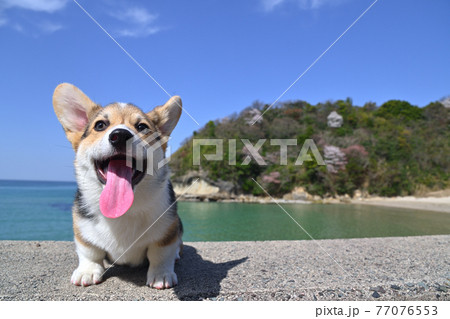 春の海 77076553