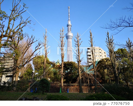 隅田公園から見える木の間の東京スカイツリーの写真素材