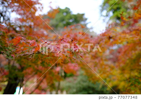 高尾山の山紅葉10 77077348