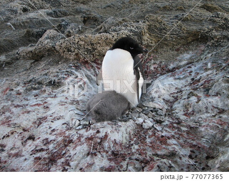 アデリーペンギンの親子 77077365