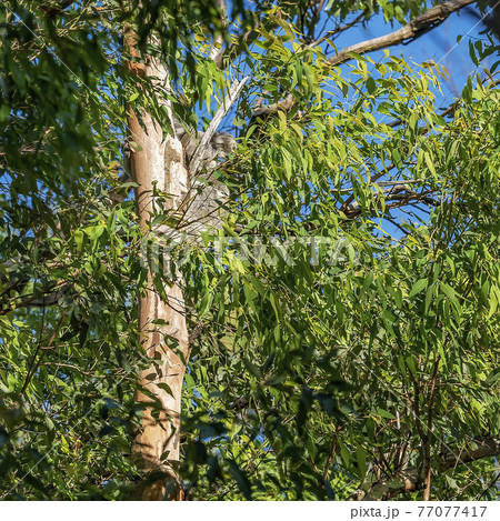 An Australian Koala Sitting In a Gum Tree 77077417