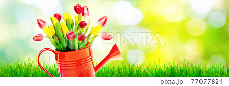 Colorful tulip bouquet in a watering can. Concept of spring and gardening. 77077824