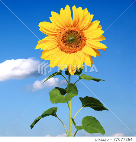 Field of blooming sunflowers on a background blue sky Field of blooming sunflowers on a background blue sky 77077864