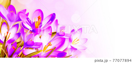 Blooming purple crocus flowers in a soft focus on a sunny spring day Blooming purple crocus flowers in a soft focus on a sunny spring day 77077894
