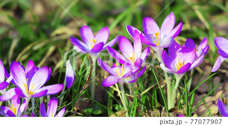 Blooming purple crocus flowers in a soft focus on a sunny spring day Blooming purple crocus flowers in a soft focus on a sunny spring day 77077907