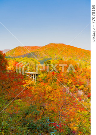 【宮城県】爽やかな青空と鮮やかな紅葉の鳴子峡 77078169