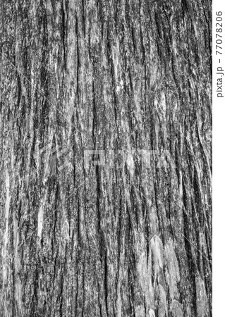 Texture of the old bald cypress tree bark. 77078206