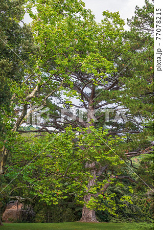 Large tree Pltatanus oreintalis with Green Leaves and futis in sunset light Large tree Pltatanus oreintalis with Green Leaves and futis in sunset light 77078215