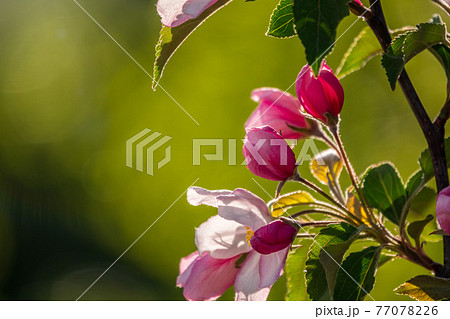 Fresh pink flowers of a blossoming apple tree with blured background 77078226