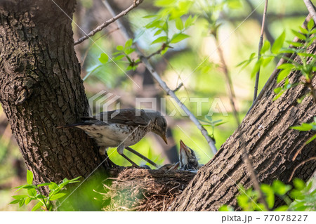 Thrush fieldfare, Turdus pilaris, in a nest with chicks 77078227