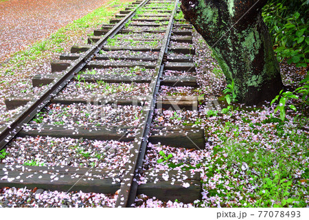 公園の引き込み線跡に降り積もる桜の花びら 公園の引き込み線跡に降り積もる桜の花びら 77078493