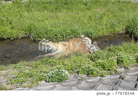 水質汚染された河川の写真素材