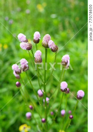 1806　キツネアザミ 77078600