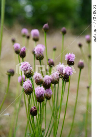 1805　キツネアザミ 77078601