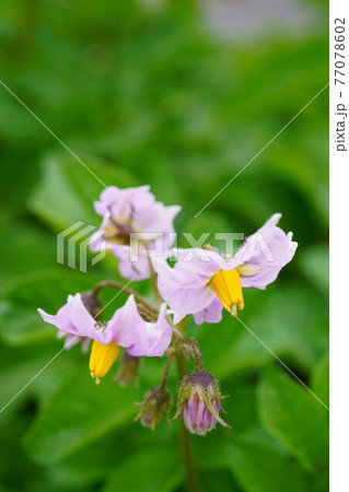1804　ジャガイモの花 77078602