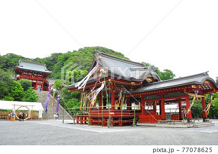 鎌倉市 鶴岡八幡宮の七夕飾りと新緑 鎌倉市 鶴岡八幡宮の七夕飾りと新緑 77078625