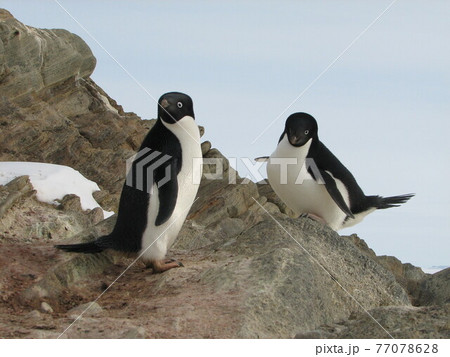 アデリーペンギンの夫婦 77078628