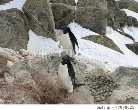 アデリーペンギンの夫婦 77078629