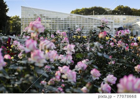 東京都 神代植物公園 バラ園 プリンセス ド モナコ と大温室の写真素材