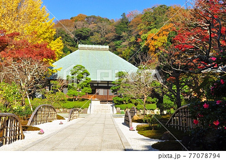 鎌倉市 浄妙寺境内の紅葉と本堂と青空 鎌倉市 浄妙寺境内の紅葉と本堂と青空 77078794