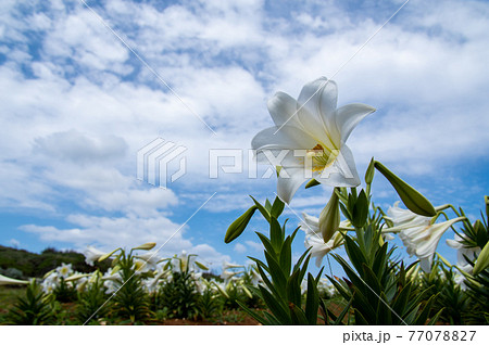 沖縄県伊江島のリリーフィールド公園のユリ 77078827