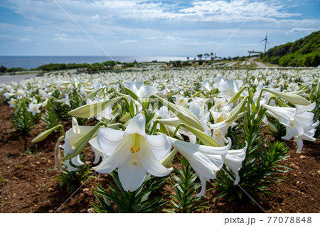 沖縄県伊江島のリリーフィールド公園のユリ 沖縄県伊江島のリリーフィールド公園のユリ 77078848
